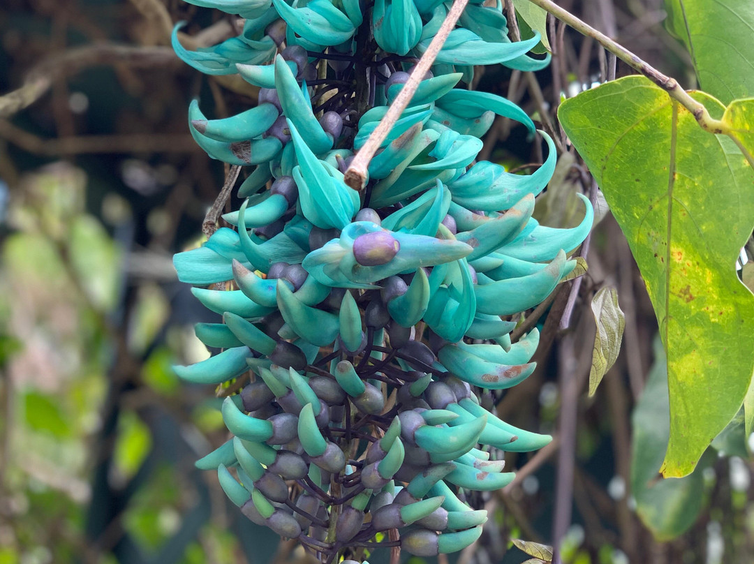 Anaina Hou Community Park-基拉韦厄必去景点