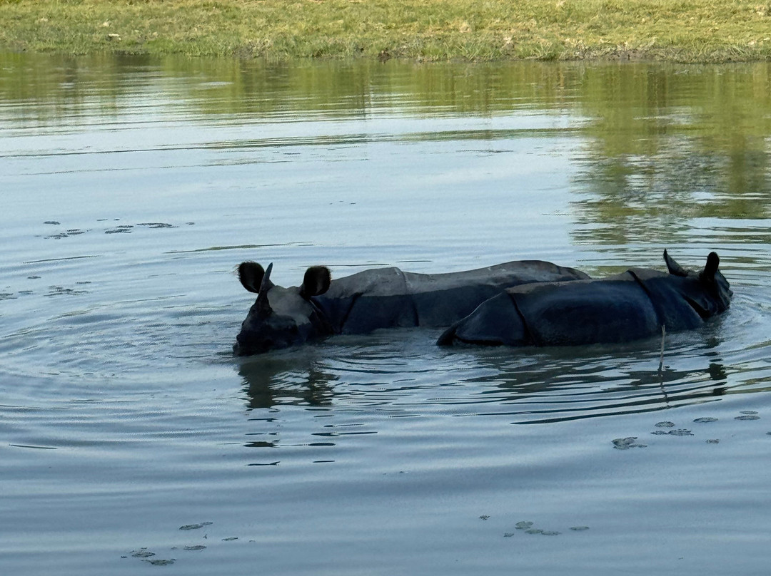 Camp TigerLily主图