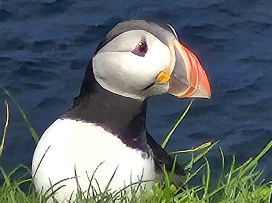 Mykines Holmur Lighthouse-Mykines必去景点