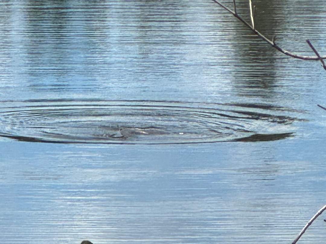 Sirenia Vista Park-开普科勒尔必去景点