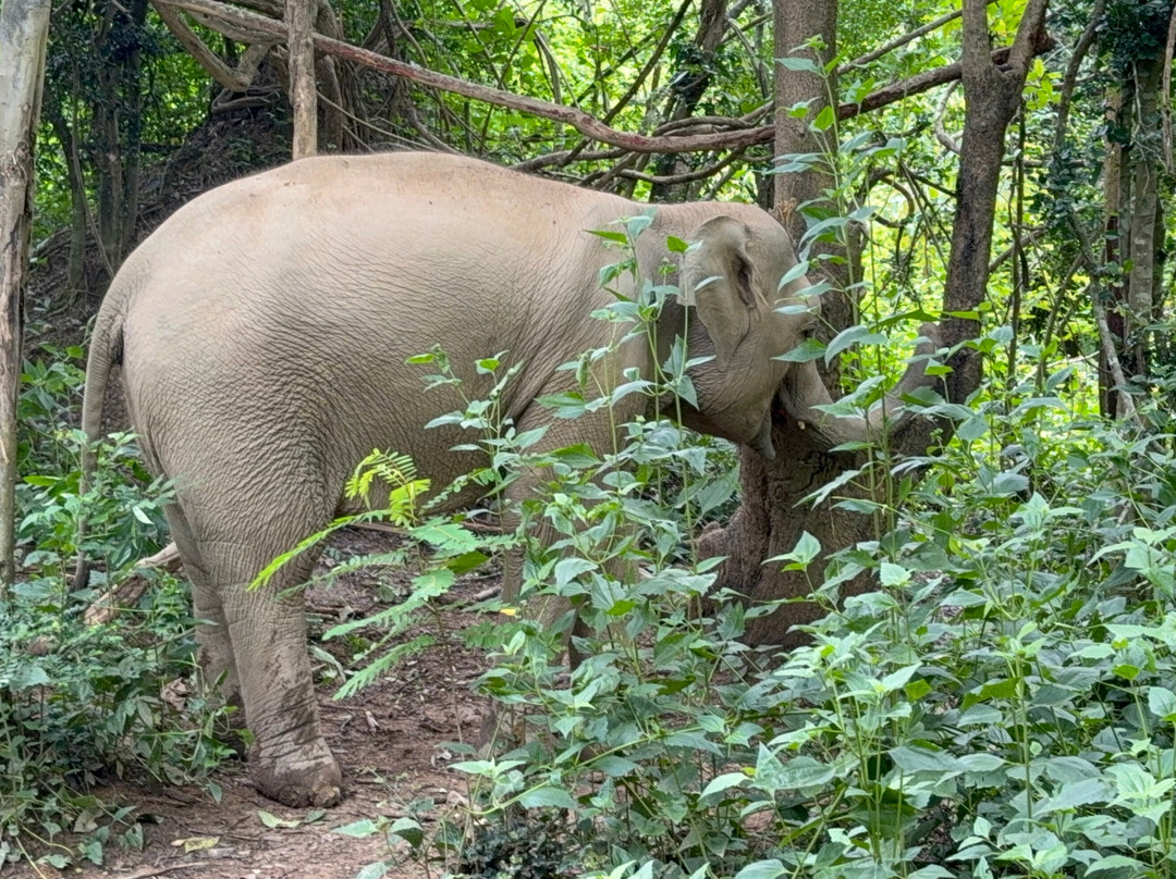 MandaLao Elephant Conservation-琅勃拉邦必去景点