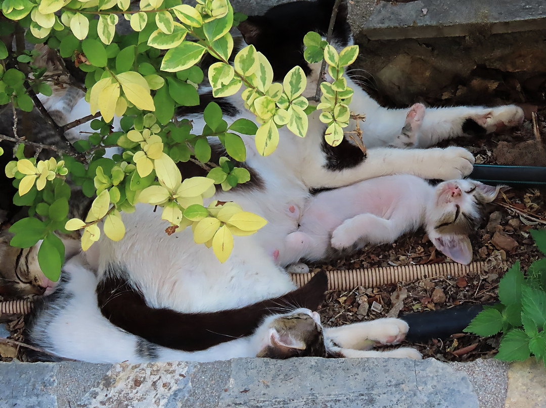 Palataki Villas Holiday Resort主图