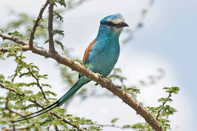 Northern Nature Safaris-Gulu必去景点