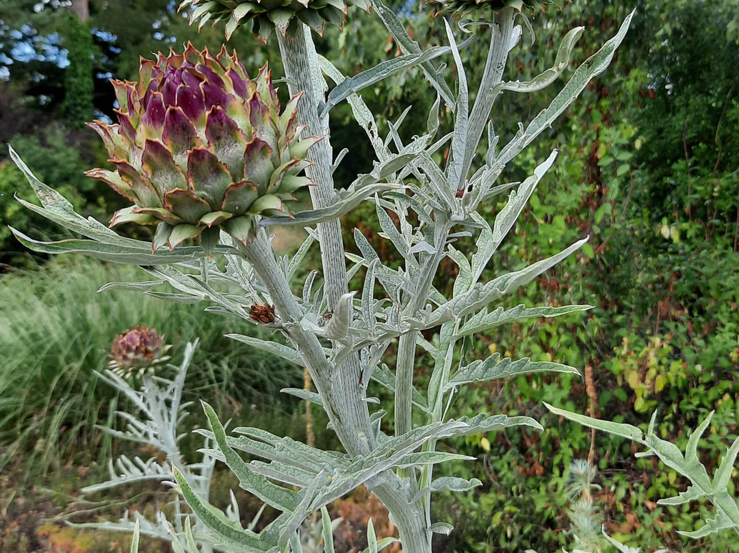 Beth Chatto's Plants & Gardens-科尔切斯特必去景点