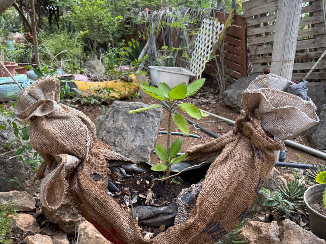 Den Paradera - Dinah's Botanic & Historic Garden-库拉索必去景点