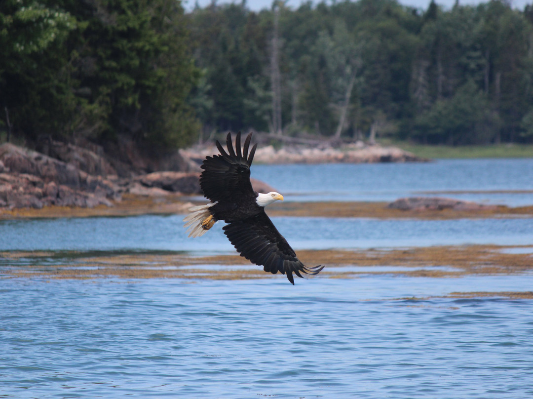 Acadia Puffin Cruise-Steuben必去景点
