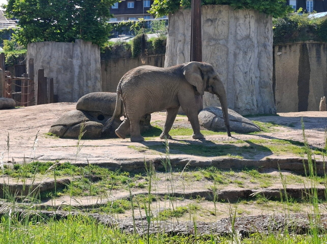Zoo Basel-巴塞尔必去景点