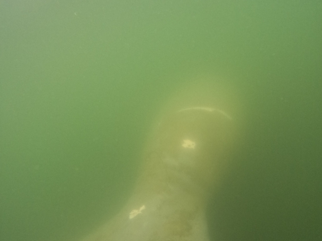 Go Local Manatee Tours-克里斯特尔里弗必去景点