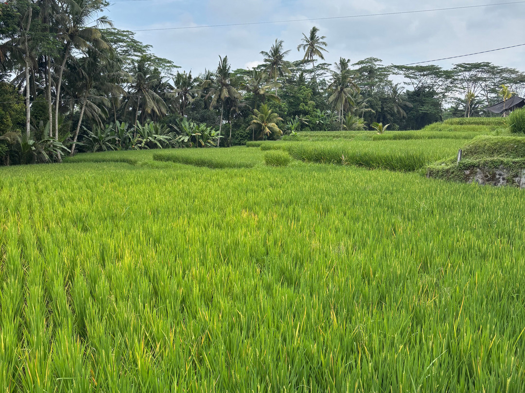 Ubud Cycling Bike-乌布必去景点