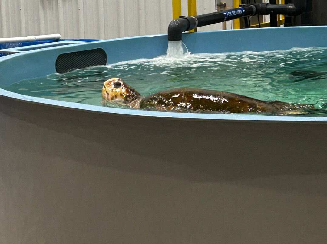 The Karen Beasley Sea Turtle Rescue and Rehabilitation Center-Surf City必去景点
