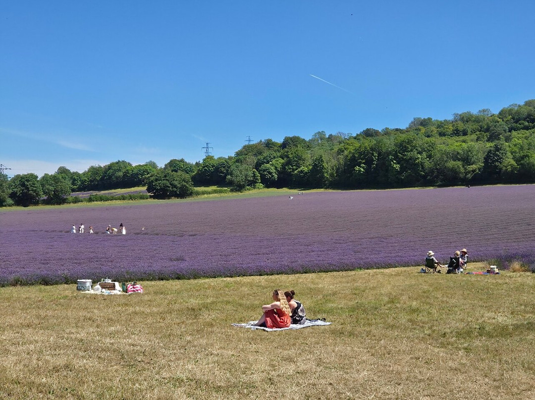 Castle Farm Shop-Shoreham必去景点