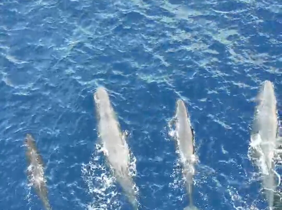 Sanary Aventure Marine-滨海萨纳里必去景点