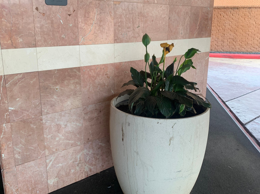 休斯顿橡树河皇冠广场酒店主图