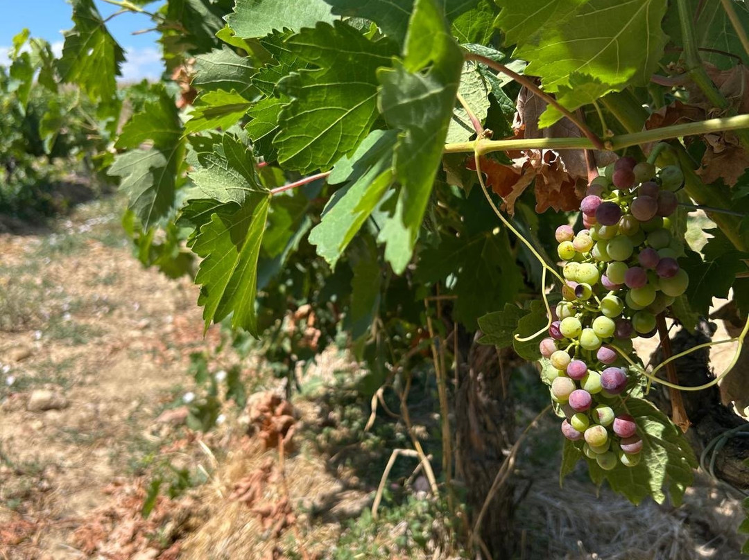 Bodegas Ochoa-Olite必去景点