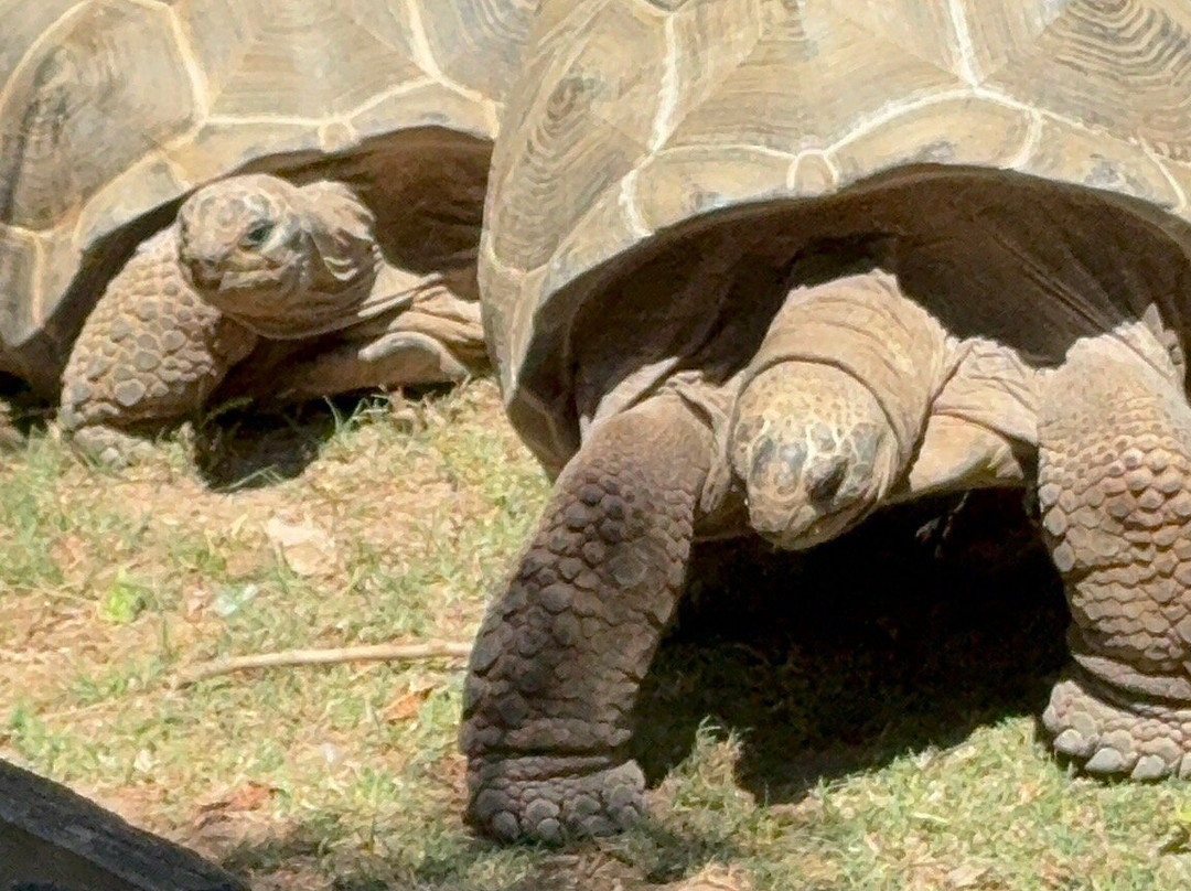 la Vall de les Tortugues-Sorede必去景点
