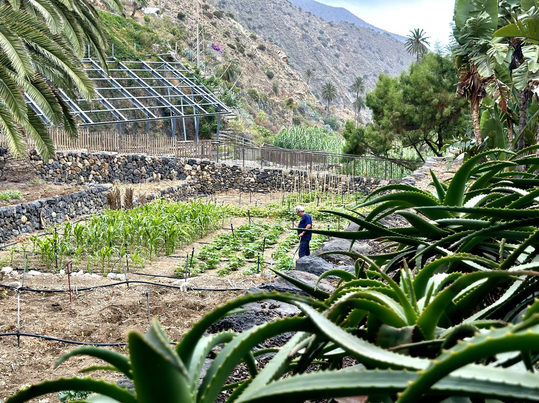 Jardin Botanico del Descubrimiento de Vallehermoso-Vallehermoso必去景点