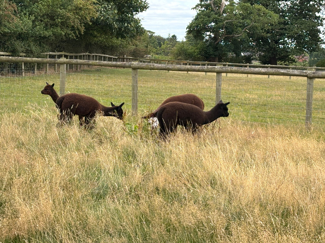 Clivewood Alpacas-什鲁斯伯里必去景点