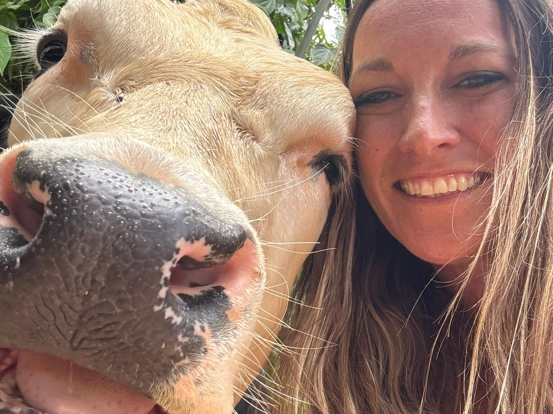 Krishna Cow Sanctuary-帕派科欧必去景点