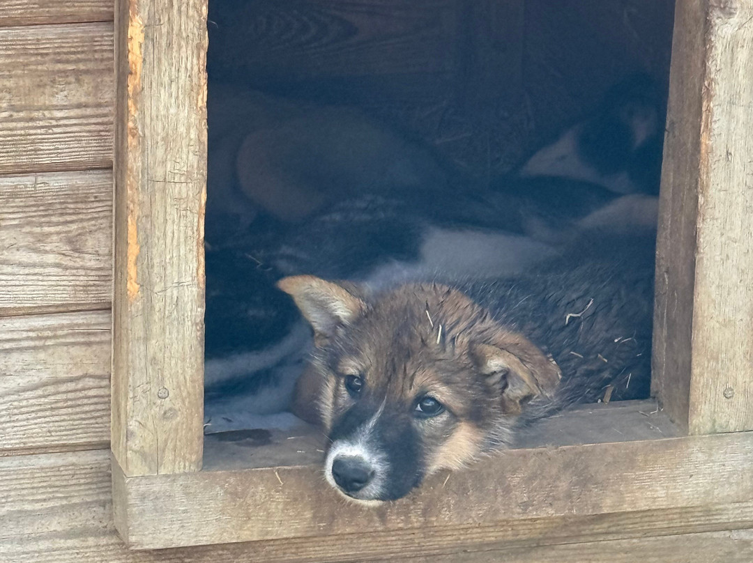 Ilonka Farm & Cafe-伊瓦洛必去景点