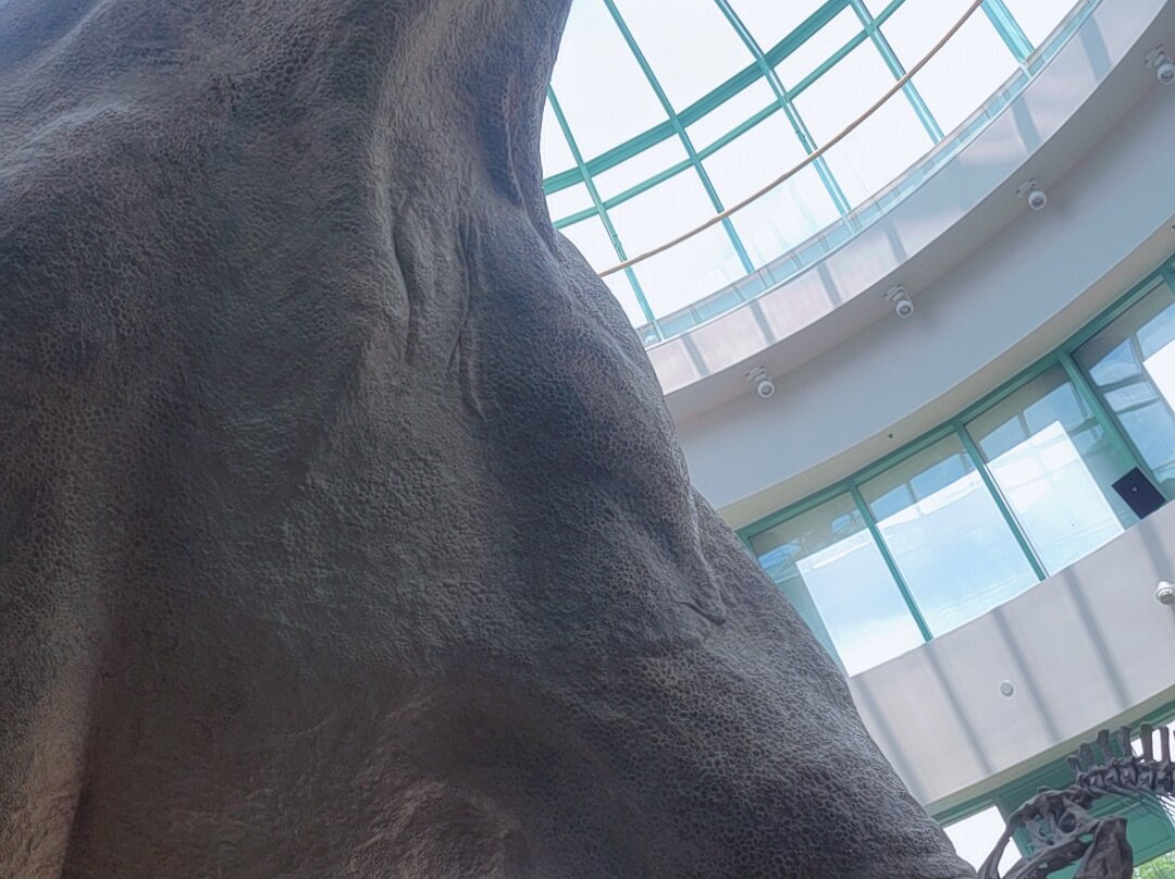 北卡罗来纳自然科学博物馆-罗利必去景点