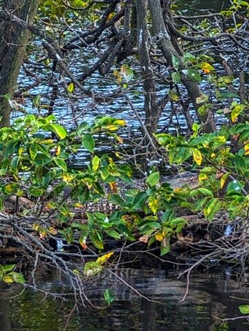 Wakodahatchee Wetlands-德拉海滩必去景点