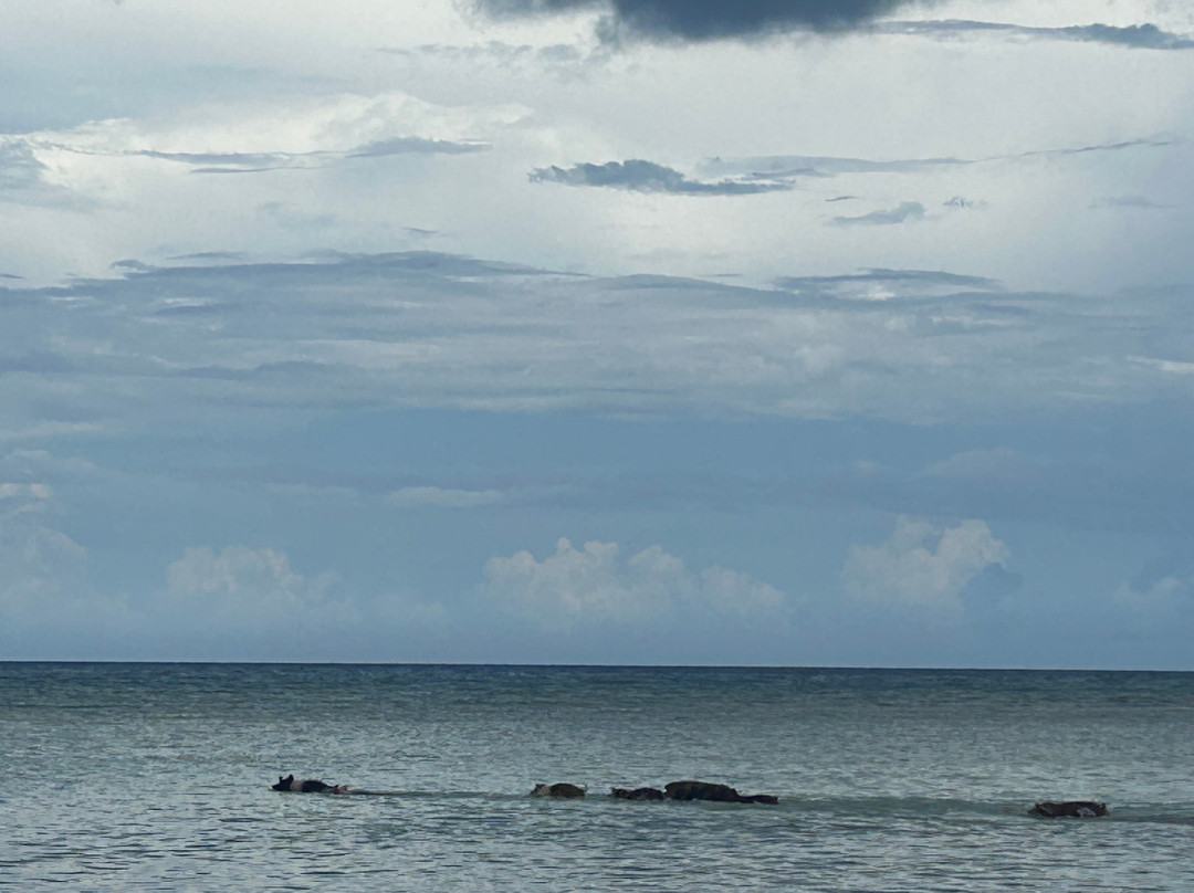 Pig Beach-斯丹尼尔岛必去景点