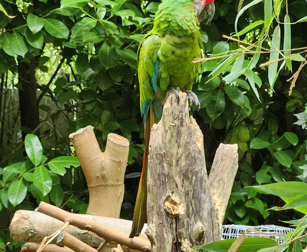 Le Parc des Perroquets-Bren必去景点
