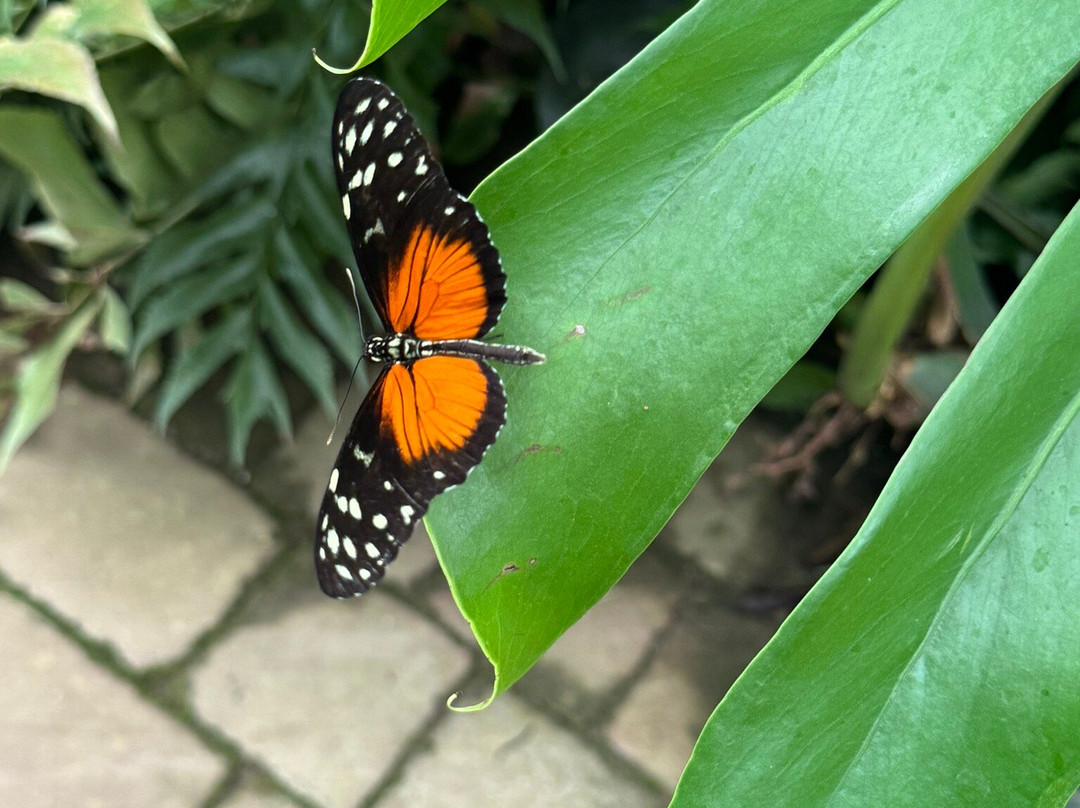 Casa delle Farfalle-Milano Marittima必去景点