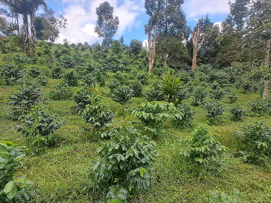 Micofam Lombok Coffee-Sapit必去景点