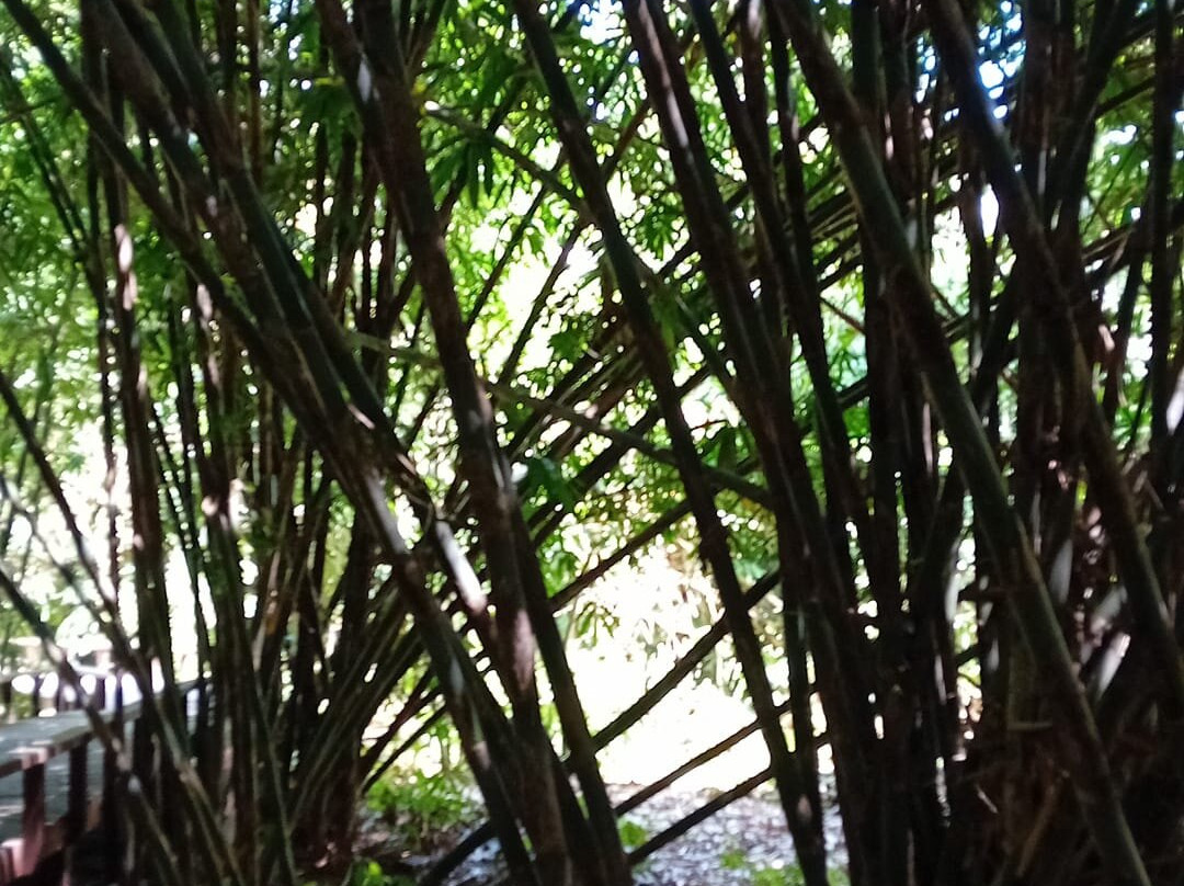Penglipuran Bamboo Forest-Bangli必去景点