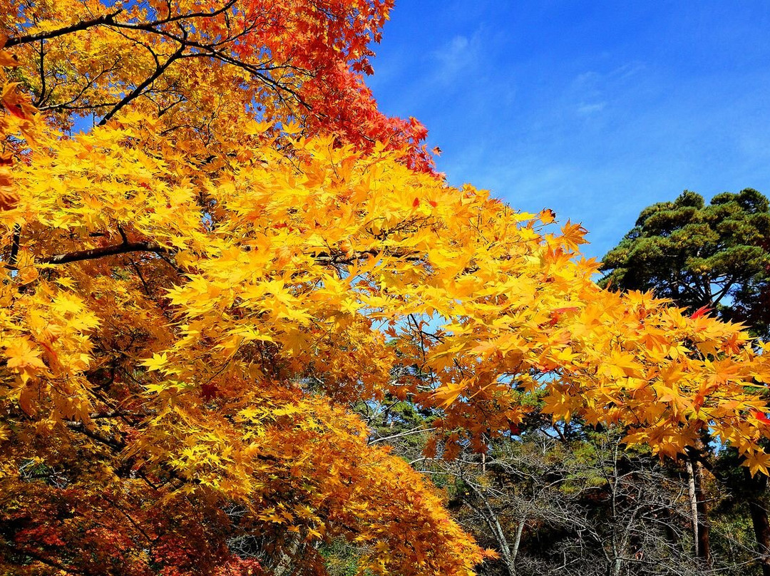 Yahiko Park-弥彦村必去景点