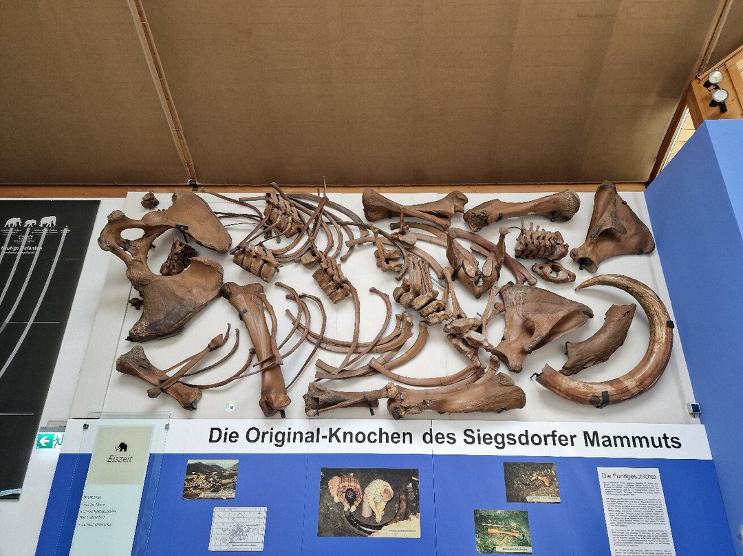 Südostbayerisches Naturkunde- und Mammut-Museum Siegsdorf-Siegsdorf必去景点