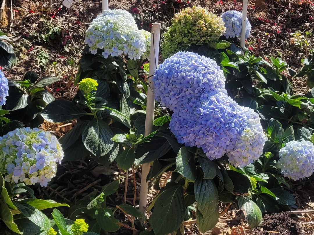 Adega Família Baccetti-维涅杜必去景点