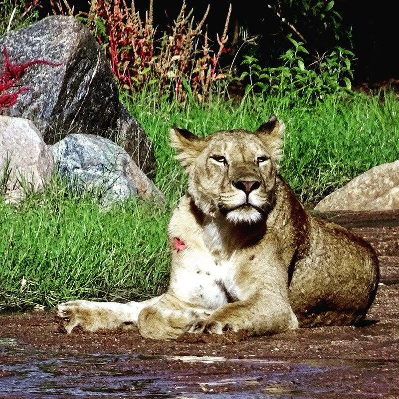 Escape To Tanzania Trekking & Safaris-莫西必去景点