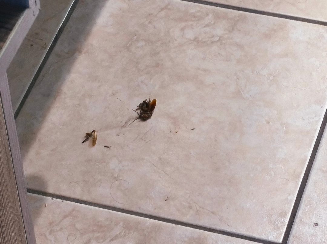 Black and White Boho Resort