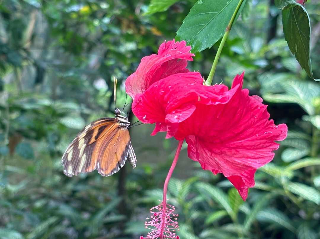 Royal Butterflies-哈科必去景点