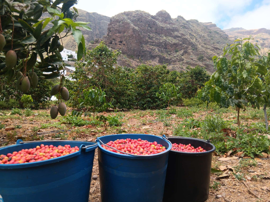 Finca los Castaños-Agaete必去景点
