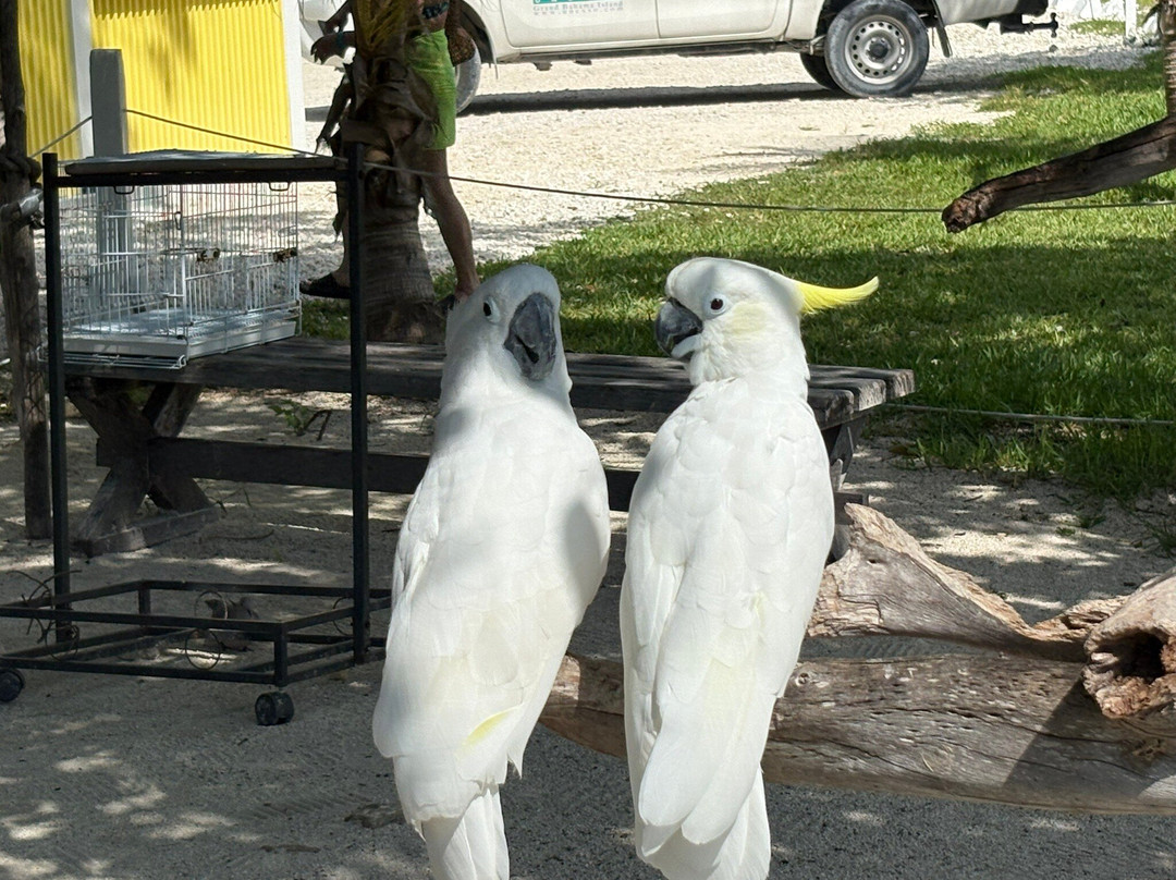 The Dolphin Experience-弗里波特必去景点