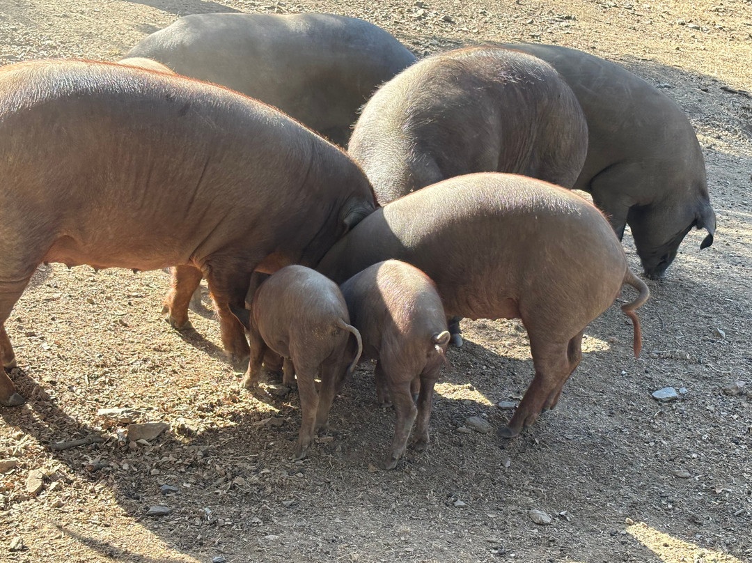 Ibéricos Vázquez-阿拉塞纳必去景点