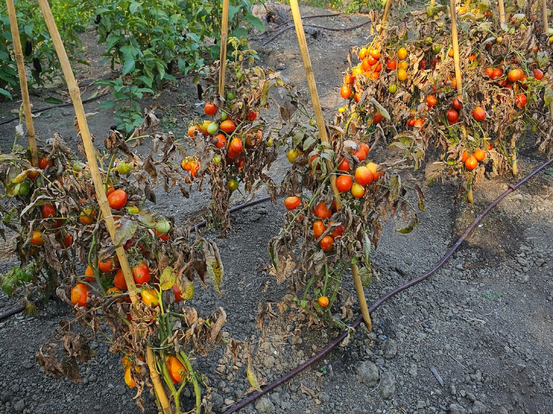 Elia Farm To Table Restaurant