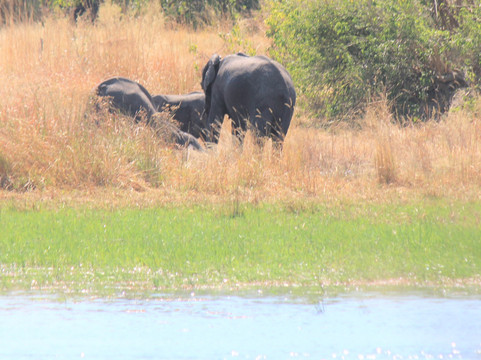 Oddballs' Camp主图