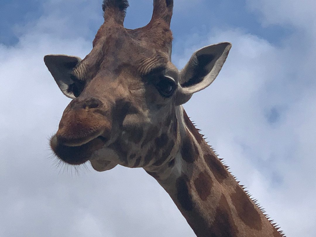 Natur'zoo de Mervent-Mervent必去景点