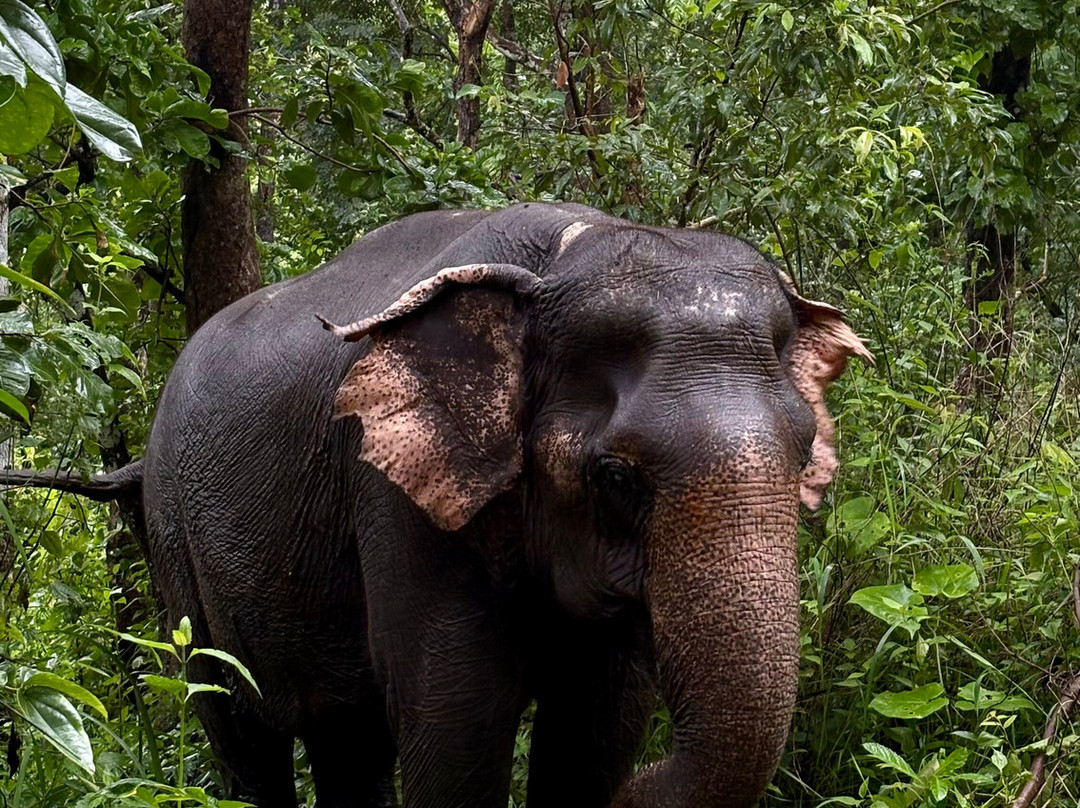 Elephant Valley Project-森莫诺隆必去景点