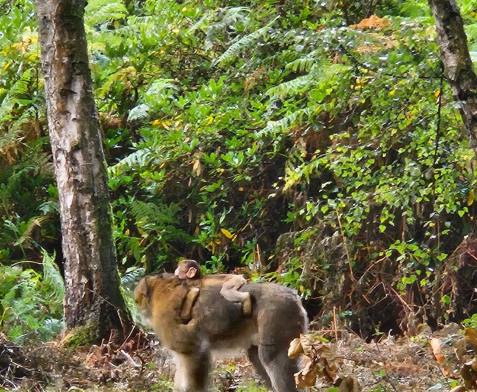 Trentham Monkey Forest-特伦特河畔斯托克必去景点