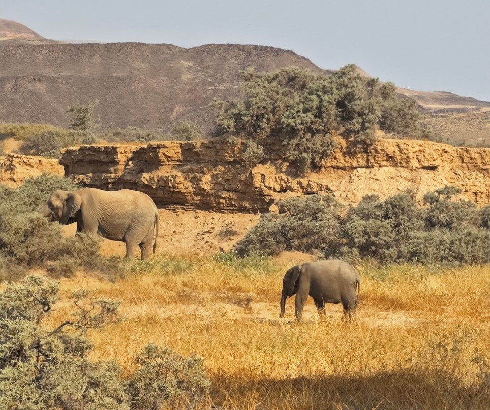 Twyfelfontein Elephant Drives-Palmwag必去景点
