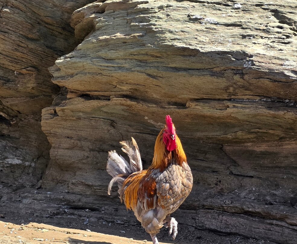 Loumidis Family Farm-Apollonia必去景点