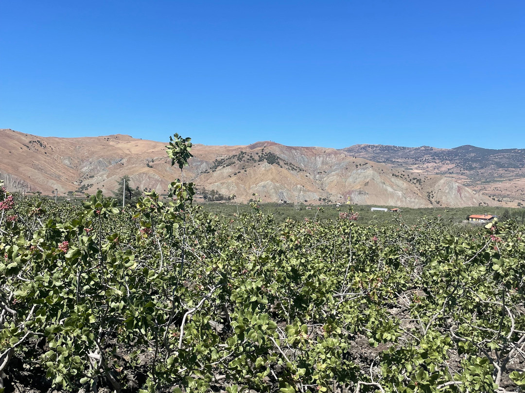 Pistacchio Di Bronte Dosicily-Bronte必去景点