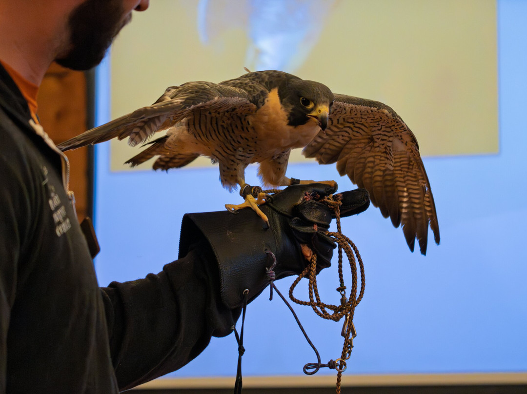 Teton Raptor Center-威尔逊必去景点