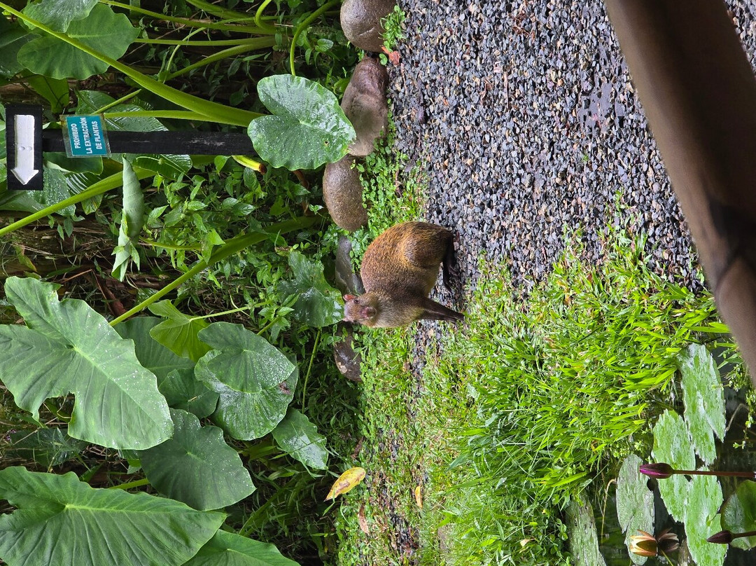 Jardines Secretos-San Gerardo De Rivas必去景点