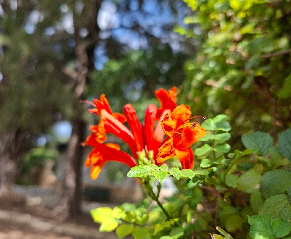 San Anton Gardens-Attard必去景点